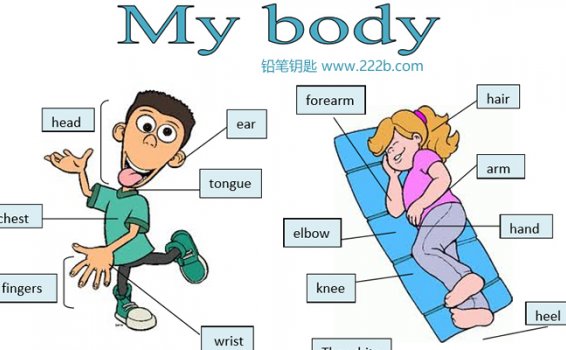 《20份body parts身体部位词汇专项作业纸》语法练习原版PDF 百度云网盘下载