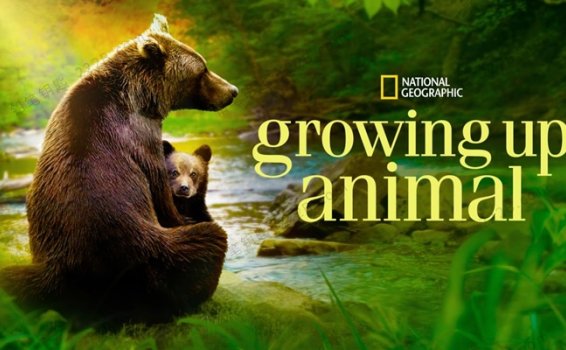 《成长的轨迹Growing Up Animal》第一季全6集英语中英字科普纪录片 百度云网盘下载
