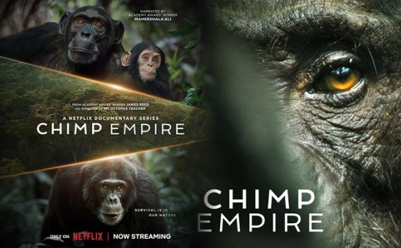 《黑猩猩帝国Chimp Empire》第一季全4集英语中英字科普纪录片 百度云网盘下载